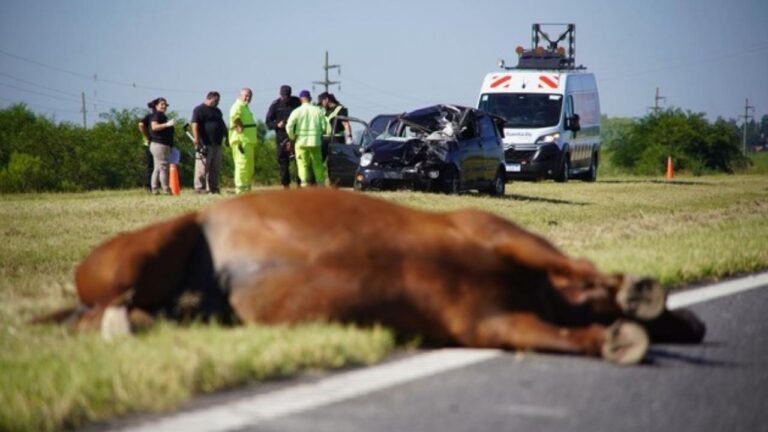 Jaizkibel Accidente Caballo
