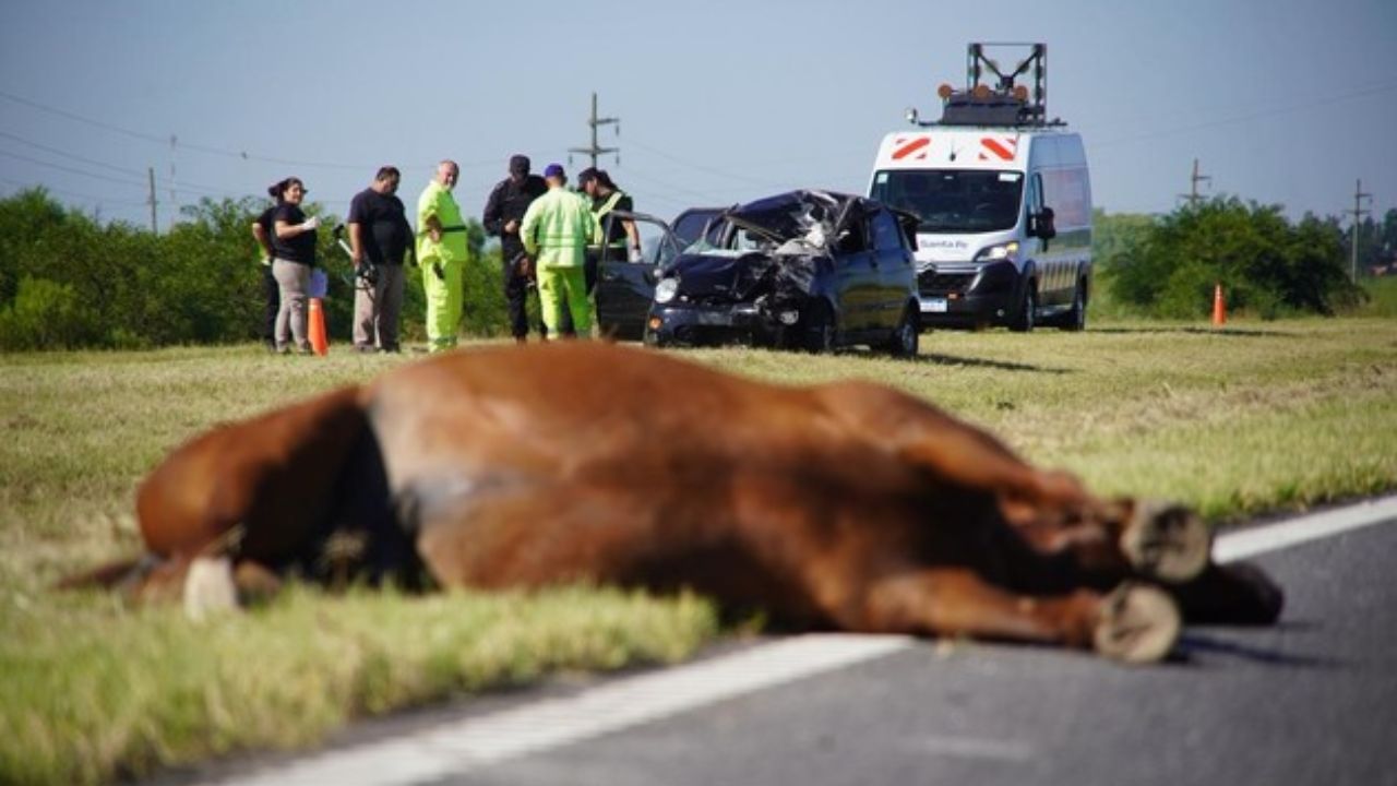 Jaizkibel Accidente Caballo